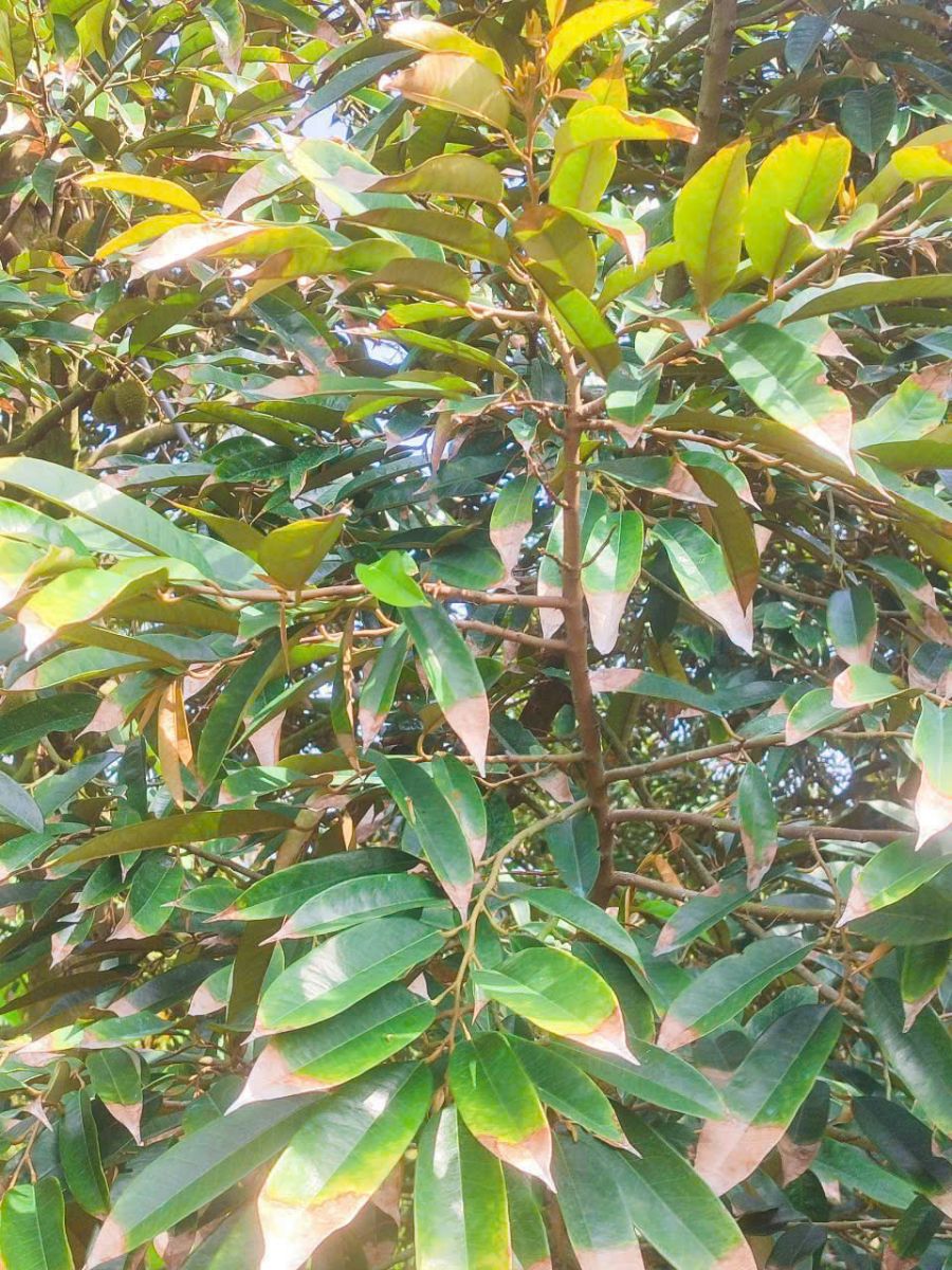 cay sau rieng bi chay la